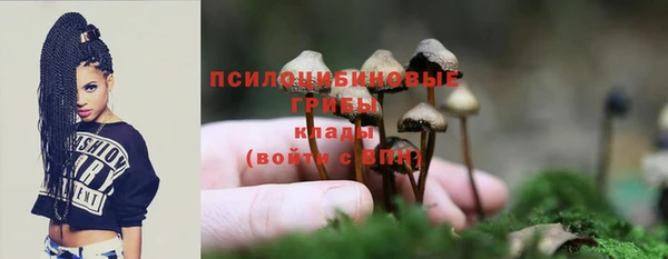 крисы Корсаков